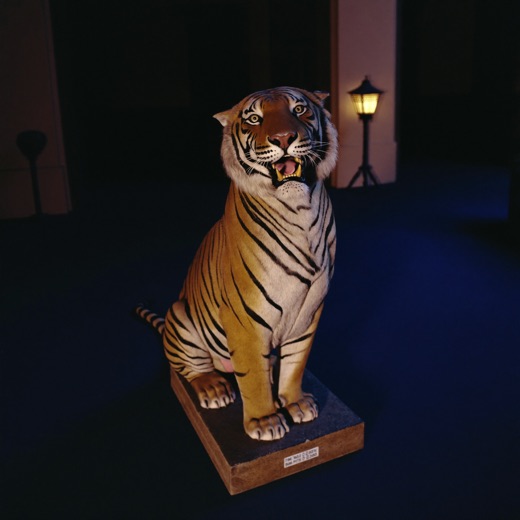 Gold Tiger Roar