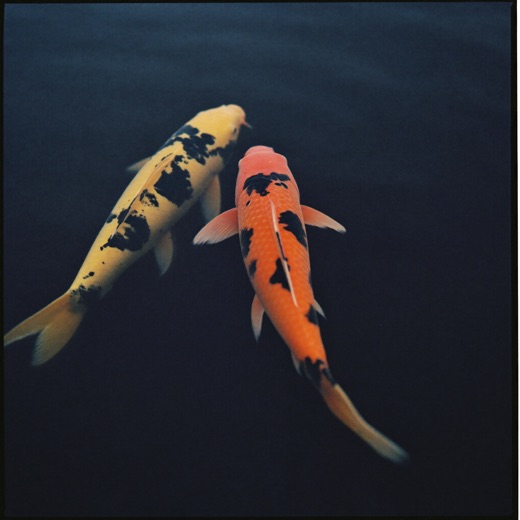 Lucky Koi